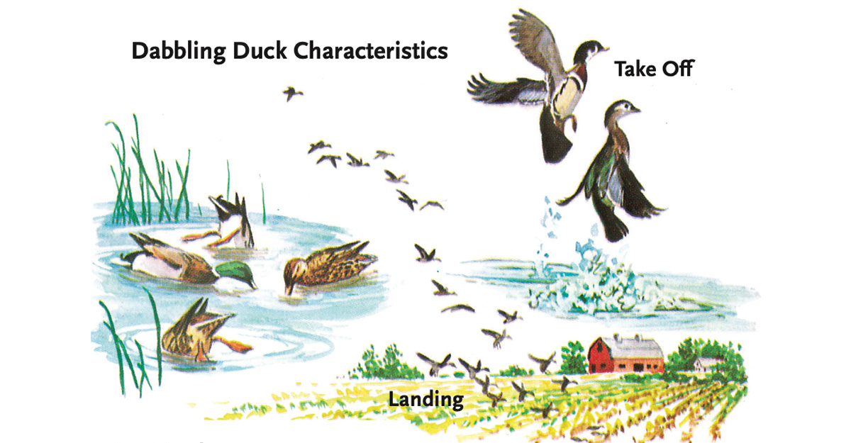 Before You Shoot Mastering Waterfowl Identification Ducks Unlimited